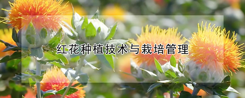 紅花種植技術與栽培管理