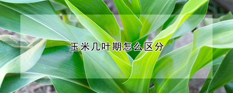 玉米幾葉期怎么區(qū)分