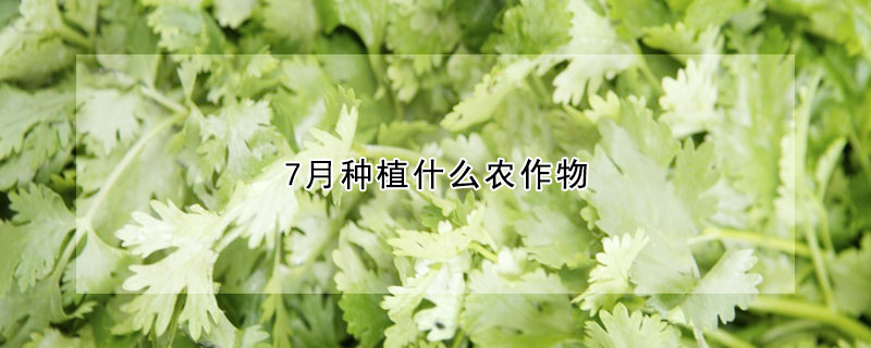 7月種植什么農(nóng)作物