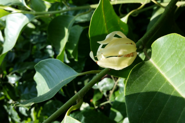 家里栽黃桷蘭風水好嗎 黃桷蘭種植的風水講究