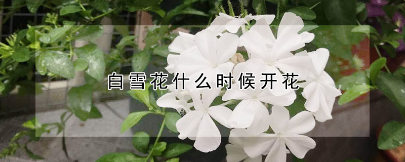 白雪花什么時候開花