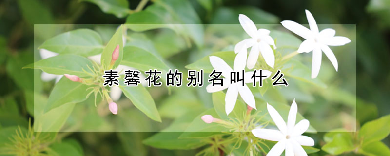 素馨花的別名叫什么