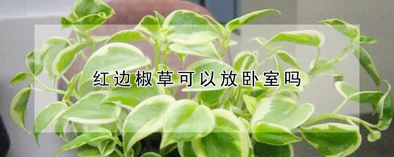 紅邊椒草可以放臥室嗎