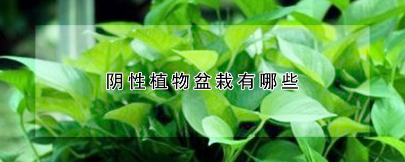 陰性植物盆栽有哪些