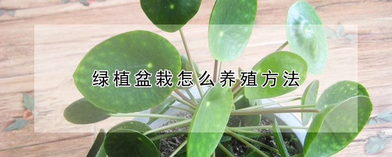 綠植盆栽怎么養殖方法