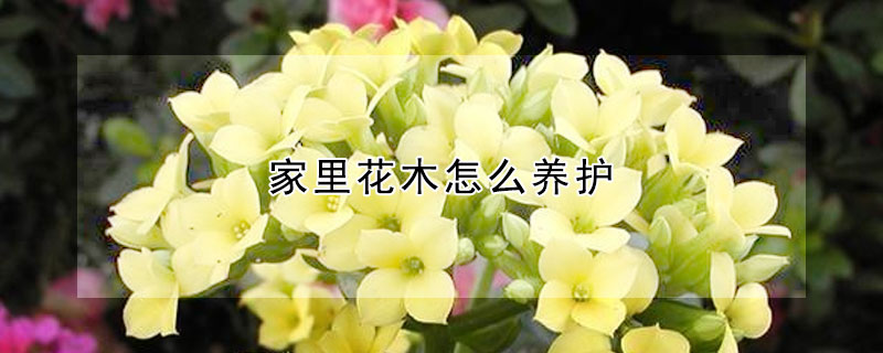 家里花木怎么養(yǎng)護