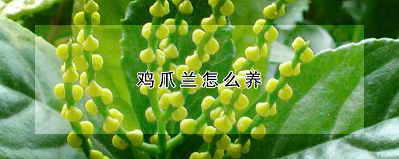 雞爪蘭怎么養(yǎng)