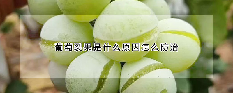 葡萄裂果是什么原因怎么防治