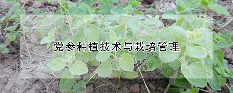 黨參種植技術與栽培管理