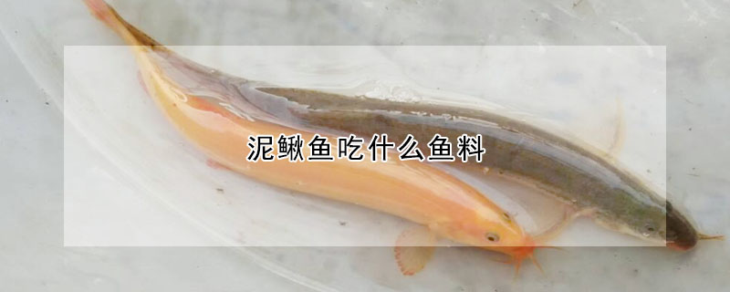 泥鰍魚吃什么魚料