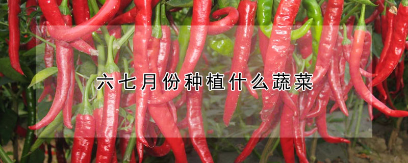 六七月份種植什么蔬菜