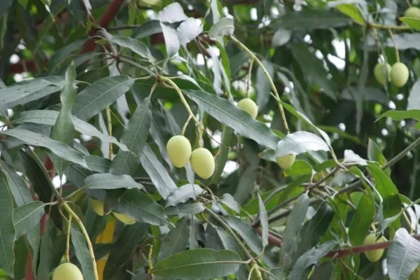 芒果怎么種植方法視頻教程