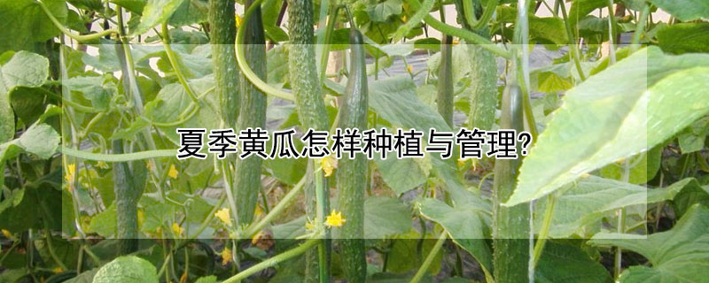 夏季黃瓜怎樣種植與管理?