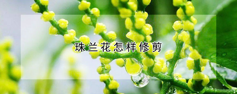 珠蘭花怎樣修剪