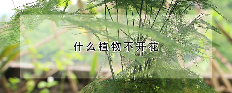 什么植物不開花