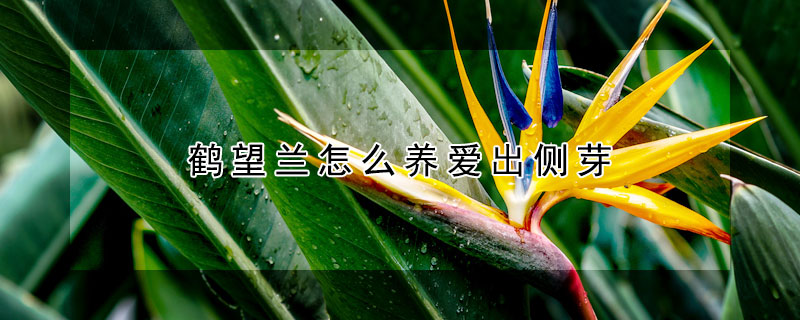 鶴望蘭怎么養(yǎng)愛出側(cè)芽