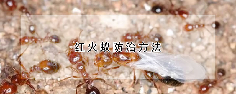 紅火蟻防治方法