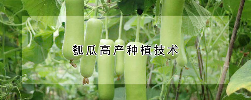 瓠瓜高產(chǎn)種植技術(shù)