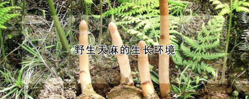 野生天麻的生長環境