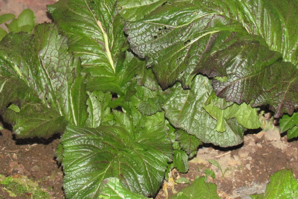 芥菜怎么種植技術(shù)視頻