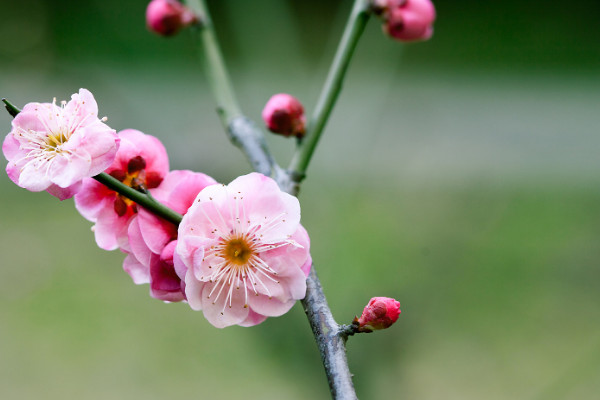 1～12月各開什么花 每個月開什么花