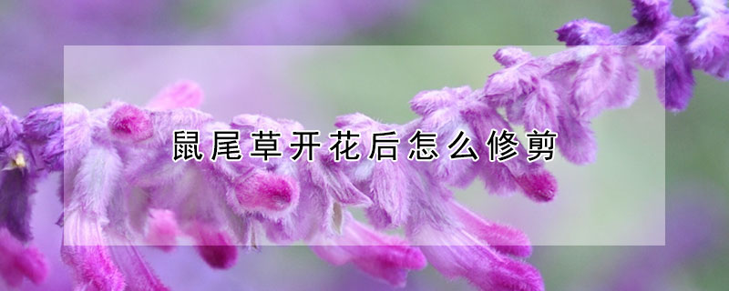 鼠尾草開花后怎么修剪