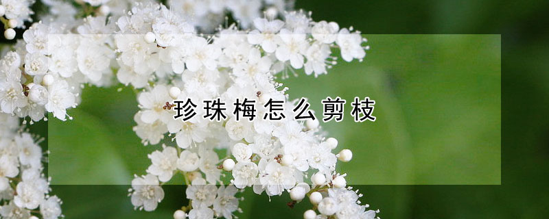 珍珠梅怎么剪枝