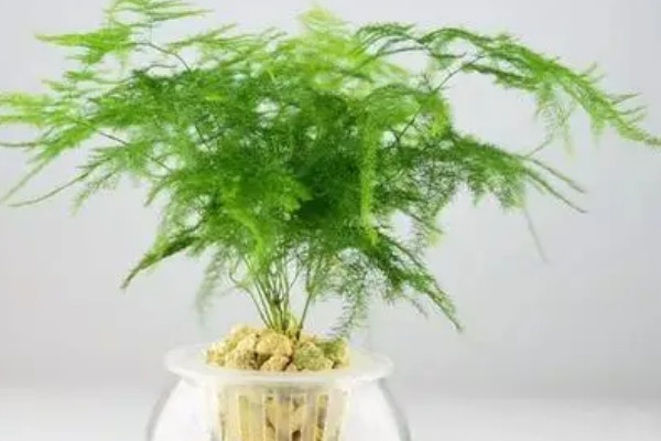 超耐陰的8種室內(nèi)植物 最耐陰的綠植