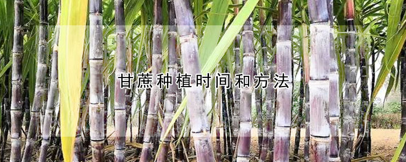 甘蔗種植時間和方法