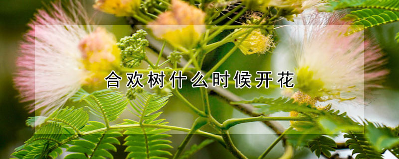 合歡樹什么時候開花