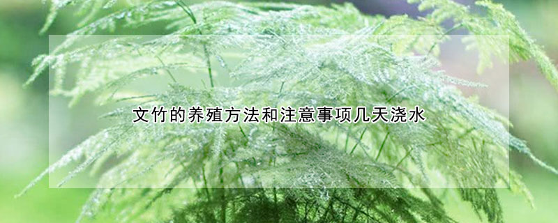 文竹的養殖方法和注意事項幾天澆水