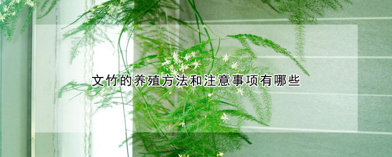 文竹的養殖方法和注意事項有哪些