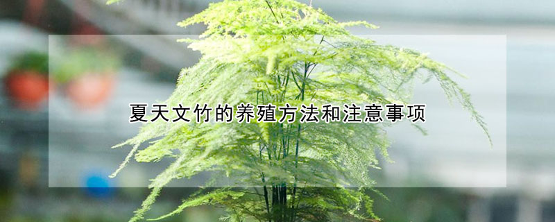 夏天文竹的養殖方法和注意事項