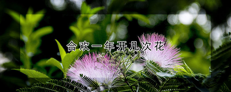 合歡一年開幾次花