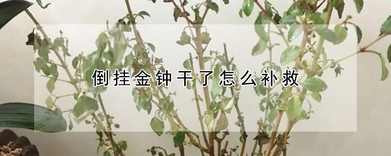 倒掛金鐘干了怎么補救