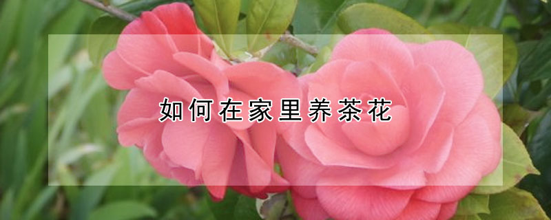 如何在家里養茶花