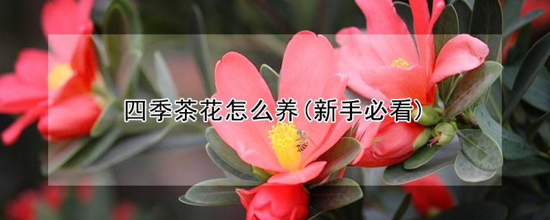 四季茶花怎么養(新手必看)