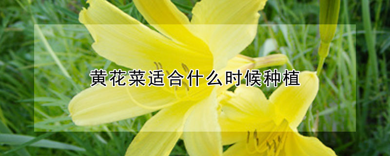 黃花菜適合什么時(shí)候種植