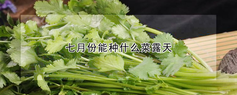 七月份能種什么菜露天