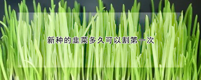 新種的韭菜多久可以割第一次