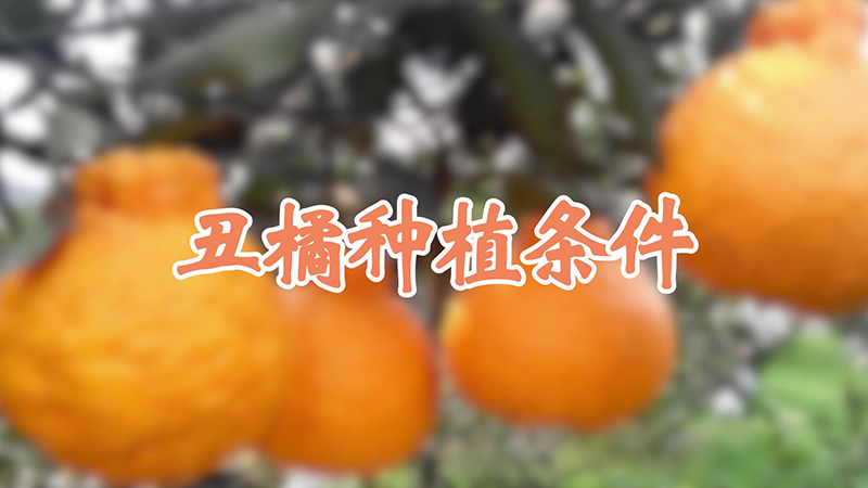 丑橘種植條件