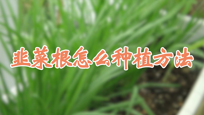 韭菜根怎么種植方法