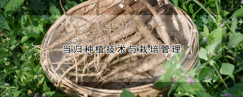 當歸種植技術與栽培管理