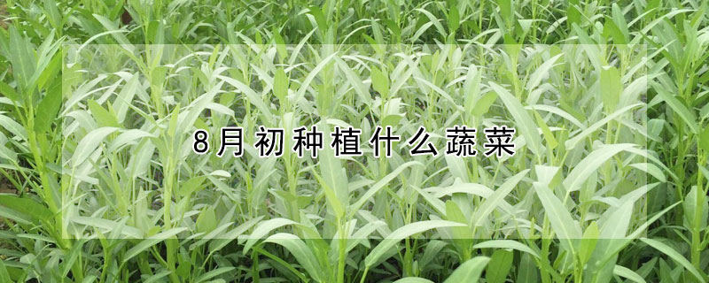 8月初種植什么蔬菜