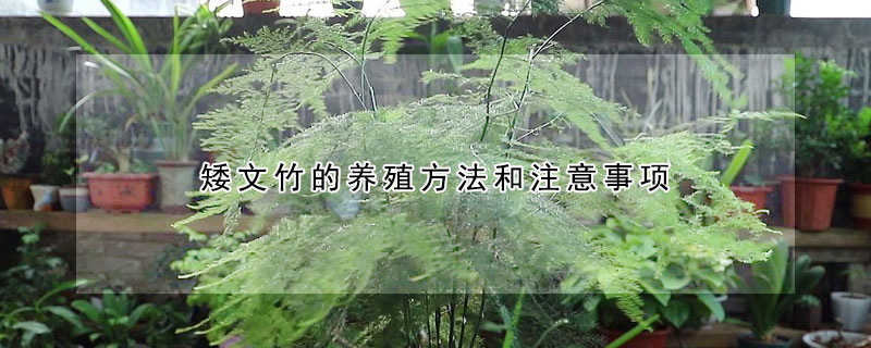 矮文竹的養(yǎng)殖方法和注意事項(xiàng)