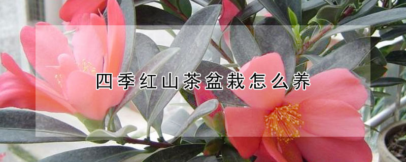 四季紅山茶盆栽怎么養