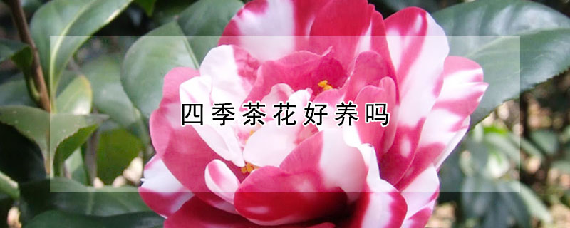 四季茶花好養(yǎng)嗎