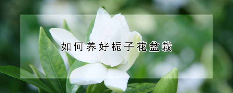 如何養(yǎng)好梔子花盆栽