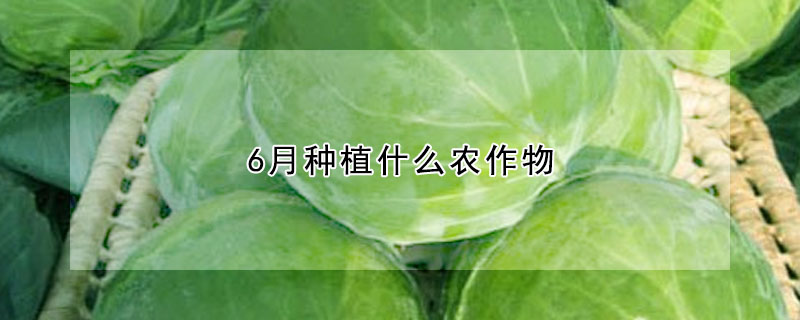 6月種植什么農(nóng)作物