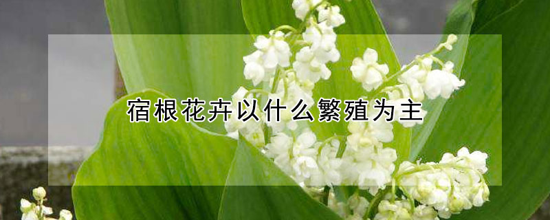 宿根花卉以什么繁殖為主